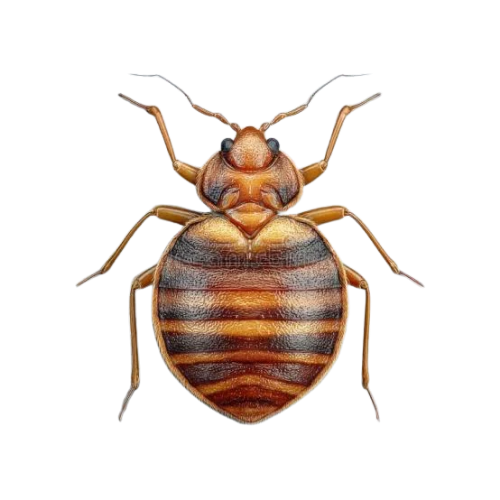 Cimice dei letti adulta