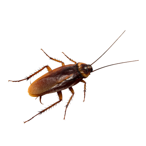 Blatta Germanica - Infestazione