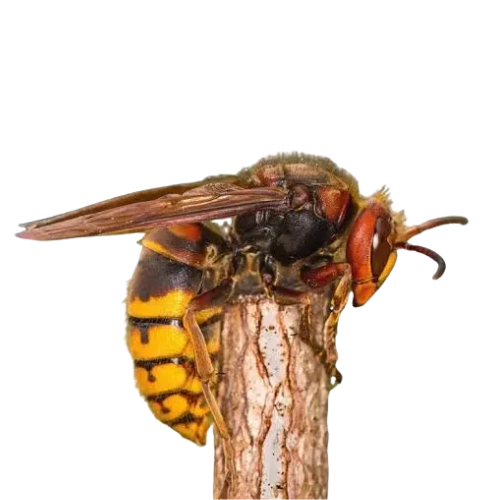 Calabrone europeo Vespa crabro