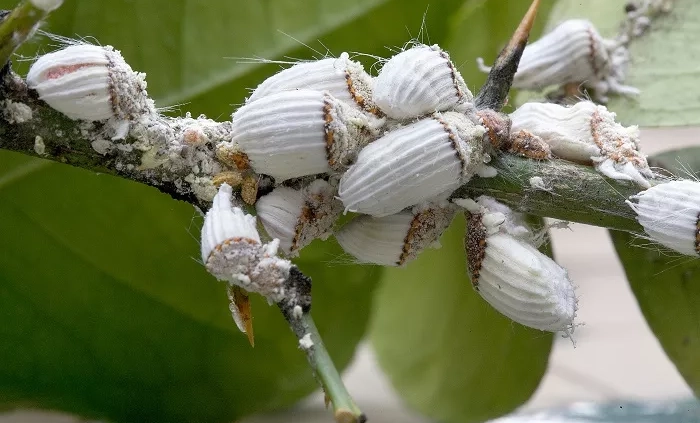 Disinfestazione Cocciniglie Cotonose