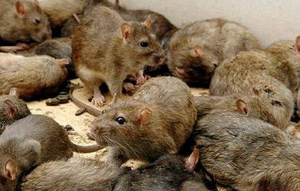 Derattizzazione Professionale