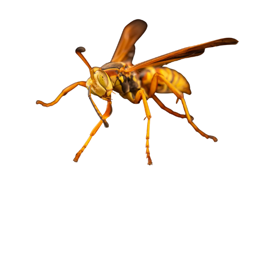 Vespa europea Polistes dominula
